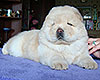 chow-chow puppy