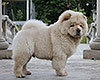 chow-chow puppy