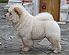 chow-chow puppy