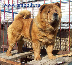 CHOW-CHOW SARBONA