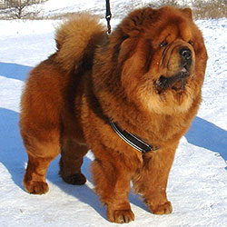 Red chow-chow Honiland Unique Christmas Present