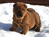 Chow-chow puppy red smooth boy Lav Stori SCHEDRYI VOLSHEBNIK