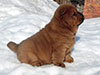 Chow-chow puppy red smooth boy Lav Stori SCHEDRYI VOLSHEBNIK