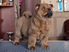 Chow-chow puppy red smooth boy Lav Stori SCHEDRYI VOLSHEBNIK