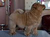 Chow-chow puppy red smooth boy Lav Stori SCHEDRYI VOLSHEBNIK