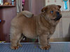 Chow-chow puppy red smooth boy Lav Stori SCHEDRYI VOLSHEBNIK