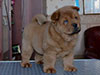 Chow-chow puppy red smooth boy Lav Stori SCHEDRYI VOLSHEBNIK