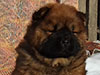 Chow-chow puppy red boy Lav Stori SCHEGOL-FRANT