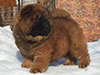 Chow-chow puppy red boy Lav Stori SCHEGOL-FRANT