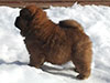 Chow-chow puppy red boy Lav Stori SCHEGOL-FRANT