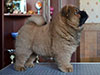 Chow-chow puppy red boy Lav Stori SCHEGOL-FRANT