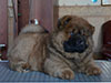 Chow-chow puppy red boy Lav Stori SCHEGOL-FRANT