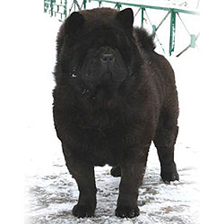 Black smooth chow-chow Margosha