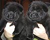 maximize chow-chow puppies