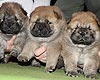 maximize chow-chow puppies