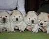 maximize chow-chow puppies