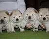 maximize chow-chow puppies