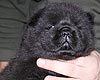 maximize chow-chow puppies