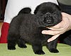 maximize chow-chow puppies