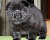 maximize chow-chow puppies