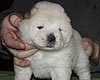 maximize chow-chow puppies