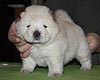 maximize chow-chow puppies