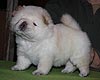 maximize chow-chow puppies