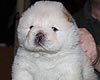 maximize chow-chow puppies