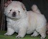 maximize chow-chow puppies