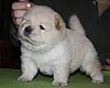 maximize chow-chow puppies