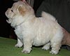 maximize chow-chow puppies