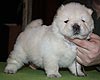 maximize chow-chow puppies