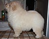 maximize chow-chow puppies