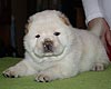 maximize chow-chow puppies