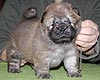 maximize chow-chow puppies