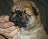 maximize chow-chow puppies