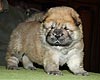 maximize chow-chow puppies