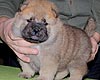 maximize chow-chow puppies