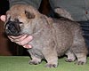 maximize chow-chow puppies