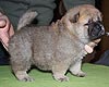 maximize chow-chow puppies