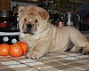 maximize chow-chow puppies