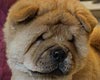 maximize chow-chow puppies