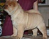 maximize chow-chow puppies