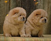 cream chow-chow puppies