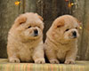 cream chow-chow puppies