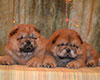 red chow-chow puppies