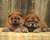 red chow-chow puppies