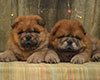red chow-chow puppies