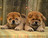 chow-chow smooth puppies