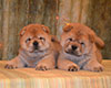 chow-chow smooth puppies